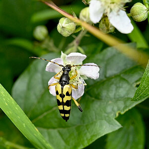 Waldbewohner