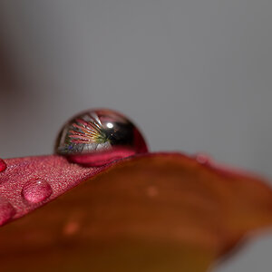 N6303752nikon.jpg