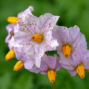 Kartoffelblüte.jpg