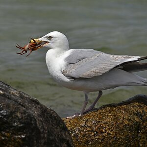 laboe_moewe_beute.jpg