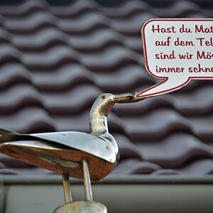 schild_moewe.JPG