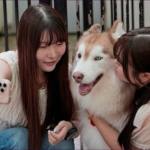 comp_2Husky2-lumi.jpg