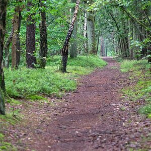 Waldweg vor der Haustür.jpg