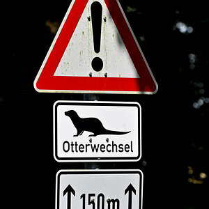 Otterwechsel.JPG