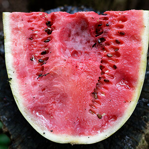 Wassermelone.jpg
