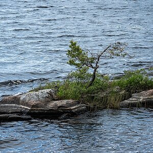 Schwedischer Bonsai