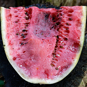 Wassermelone 2.jpg