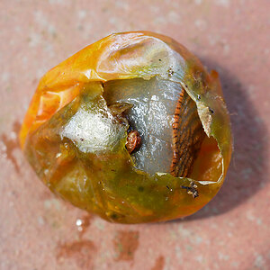 Schnecke in Tomate.jpg