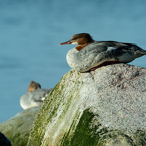 DSC_2035.jpg