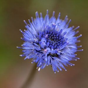 Blütententakel der Witwenblume.jpg