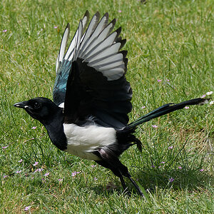 N6061969nikon.jpg