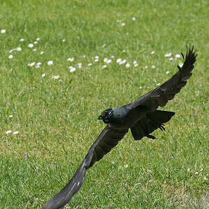 N6051888nikon.jpg