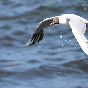 WK1_7551-2D_NF.JPG