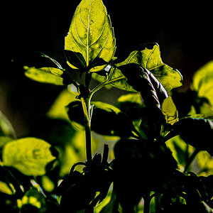 P7060020-Edit.jpg