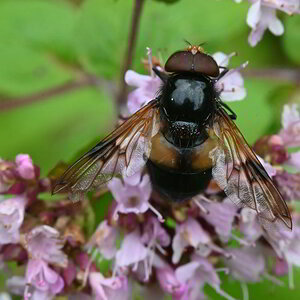 Waldschwebfliege.JPG