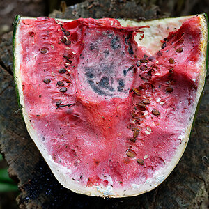 Wassermelone 3.jpg