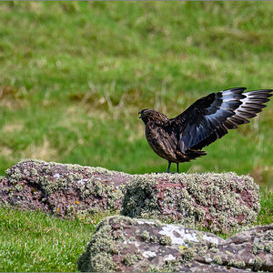 DSC_6667.jpg