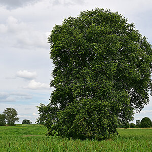 Z8A_0223t5l10s40p1.jpg