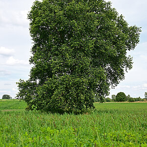 Z8A_0225t5l10s40p1.jpg