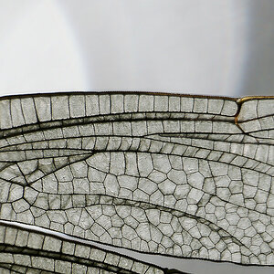 N7094412nikon-3.jpg