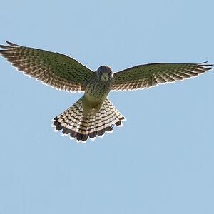 N7115156nikon.jpg