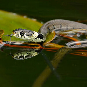 ringelnatter-1200.jpg