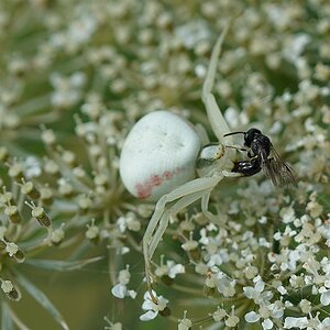 Krabbenspinne_A6400_2.jpg