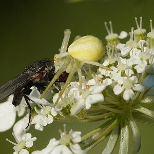Krabbenspinne_A6400_4.jpg