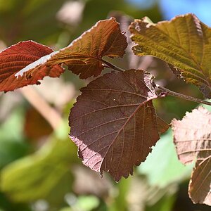 Herbstfarben im Sommer.jpg