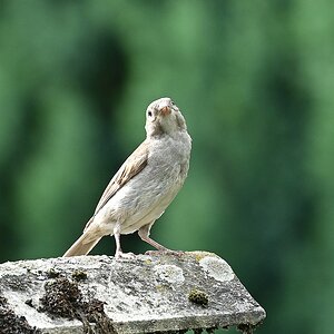 spatz.jpg