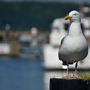 laboe_hafen_moewe.jpg
