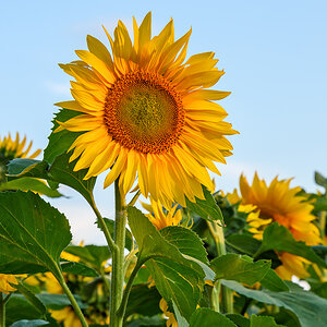 OF2_69161.jpg