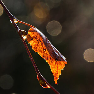 OF2_35370.jpg