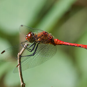N7185874nikon.jpg