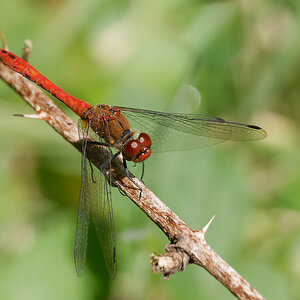 N7185861nikon.jpg