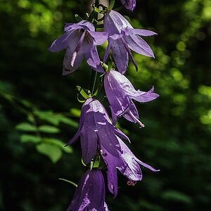 Glockenblume.jpg