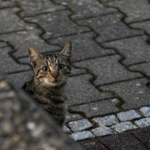 Straßenkatze
