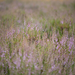 Heideblüte 24 -1.jpg