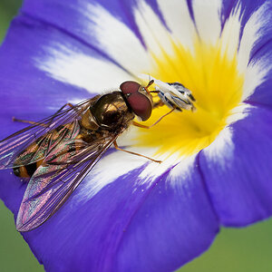 N7225920nikon.jpg