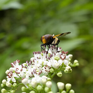 Blumenbild