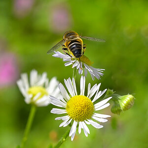 überflieger