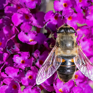 Schwebfliege.jpg