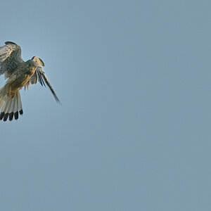 WK1_8227-D_NF.JPG