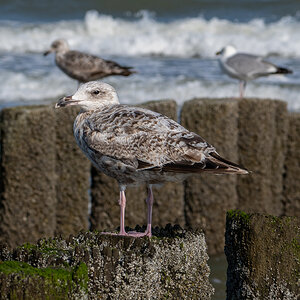 Möwe 2.jpg