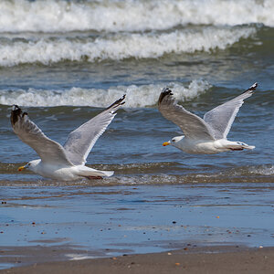 Möwe 5.jpg