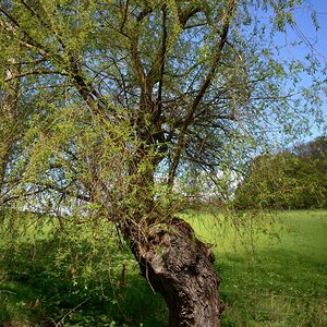 DSC_2664_00001n.jpg