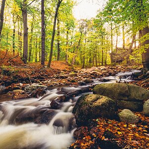 Wald