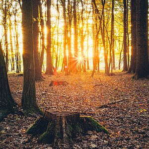 Wald