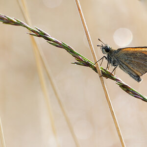 N7286614nikon.jpg