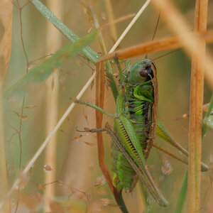 N7286567nikon.jpg